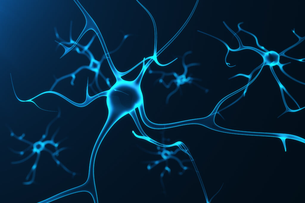 Neurons